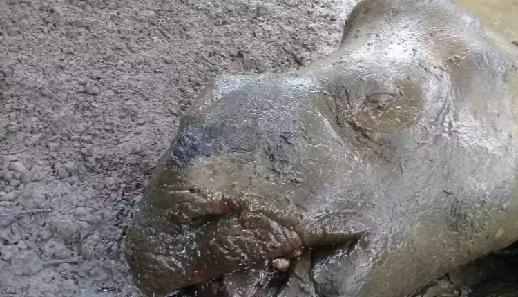 gaida-chitwan-1024×576