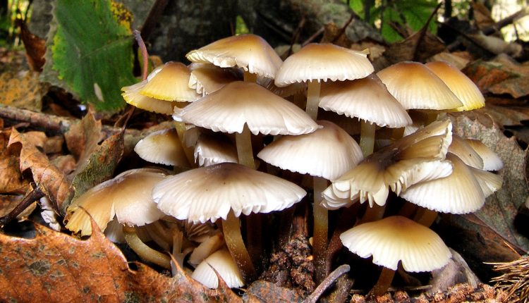 mushrooms_4b2c783421b2f_hires