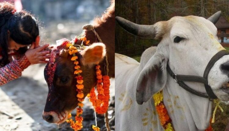 Gai-Goru-Puja-Tihar