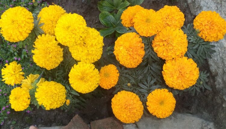 tihar mala