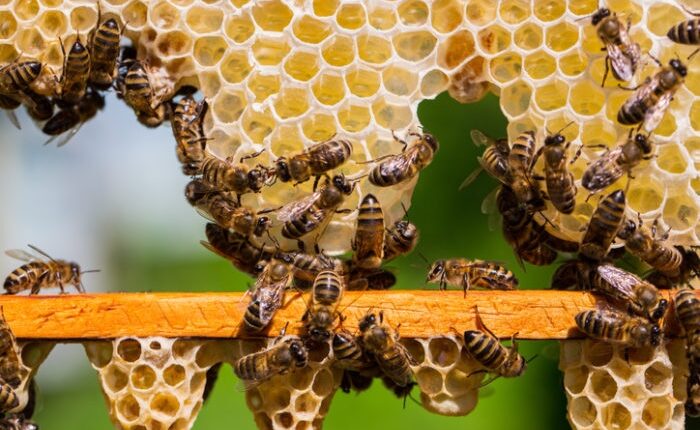 Honey_Bee_file