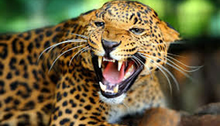 chituwa