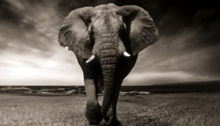 elephant