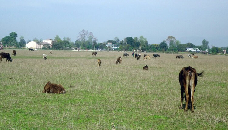 meghauli-airport