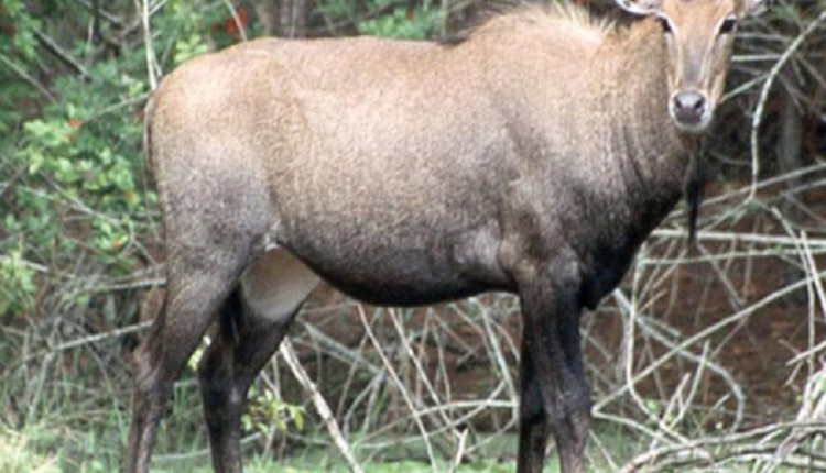 nilgai_caZ4rLSfBP