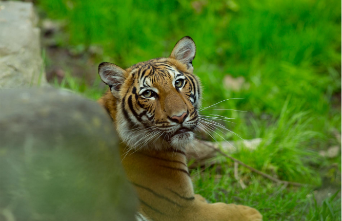 tiger_nadia_ep2EScgF6A