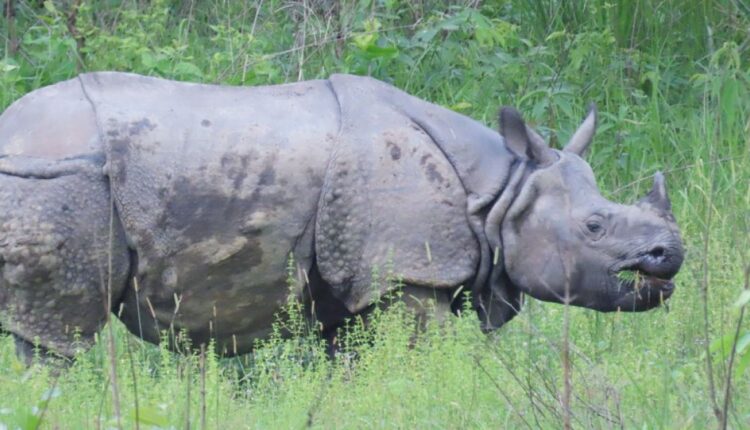 Raino1615955123_1200