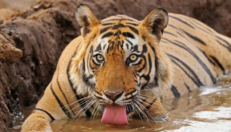 tiger_0Kj8mAO4V9