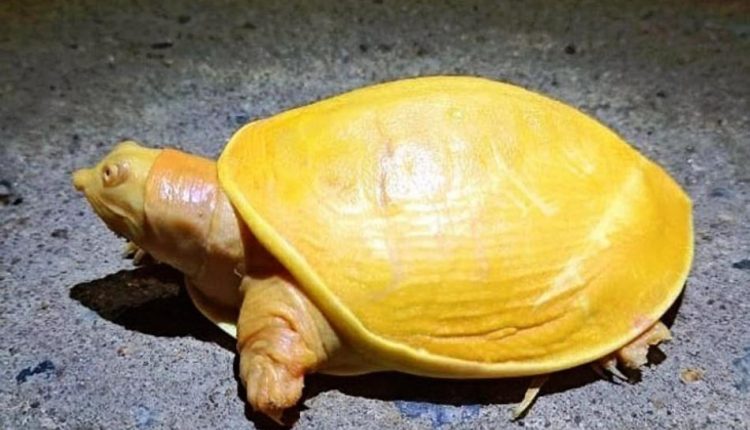 Yellow-Turtle-2 (2)